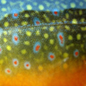 Meet your Posher, Étienne